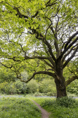 Fototapeta na wymiar An old Oak tree in Staffhurst Woods near Oxted Surrey