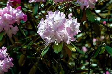神角寺のシャクナゲ