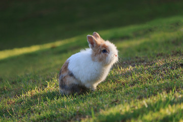 Netherland Dwarf rabbit sitting on grass during a sunset