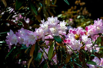 神角寺のシャクナゲ