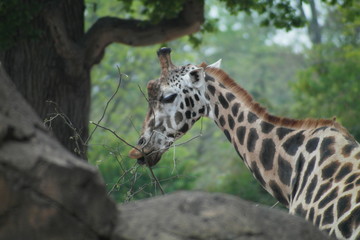 Giraffe frisst Zweig Profil