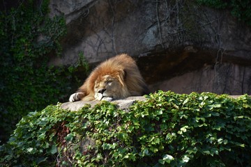 Lion sleeping 