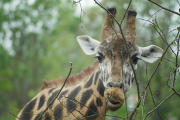 Giraffe frisst Zweig frontal