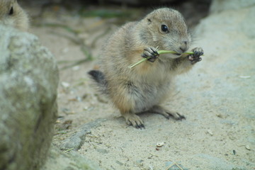 Präriehund frisst Grashalm