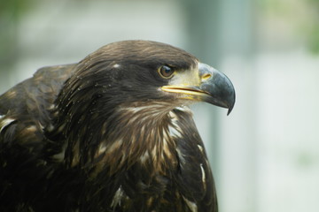 Obraz premium Steinadler Profil