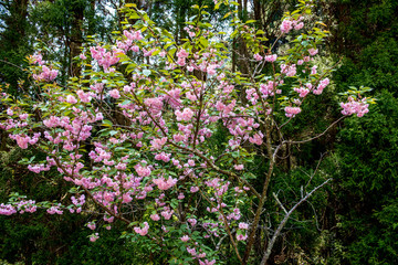 Fototapeta na wymiar えぼし公園の八重桜
