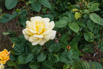 Beautiful yellow rose. Beautiful bush of yellow roses in a spring garden. Rose garden.