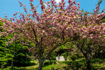 Naklejka premium えぼし公園の八重桜
