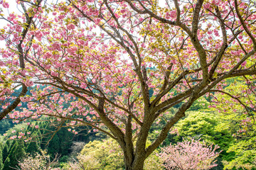 えぼし公園の八重桜