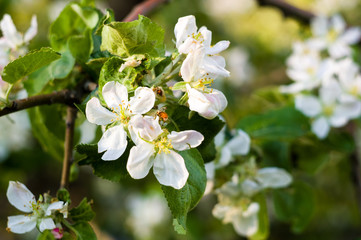 Background of blooming beautiful flowers of apple on a sunny day in early spring close up, soft focus