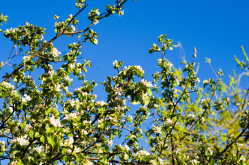 Background of blooming beautiful flowers of apple on a sunny day in early spring close up, soft focus