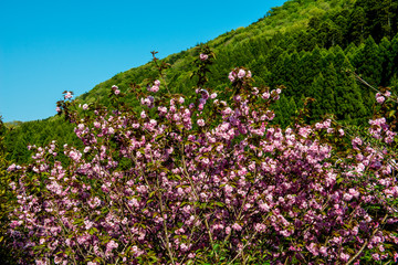 えぼし公園の八重桜