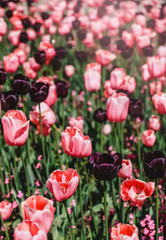 Fototapeta premium Colorful tulip field, purple flower tulip in spring background, selective focus, closeup