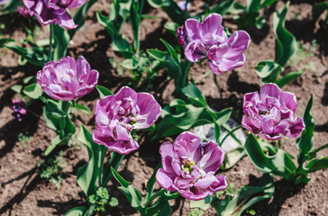 Colorful tulip field, purple flower tulip in spring background, selective focus, closeup