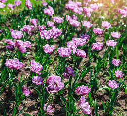 Obraz na płótnie Canvas Colorful tulip field, purple flower tulip in spring background, selective focus, closeup