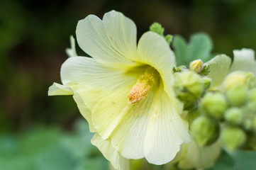Fototapeta premium Bright Hibiscus flower blooming in the tropical garden, in soft focus on natural green bokeh background