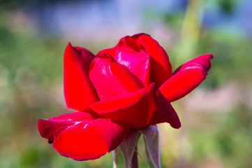 Red Rose flower. Nature. close up, selective focus