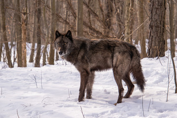 Fototapeta na wymiar A full profile view of a British Columbian Wolf in Winter