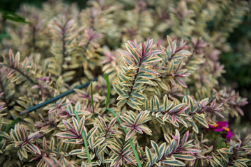Naklejka na ściany i meble evergreen hebe hybride Purple Shamrock with colorful leaves
