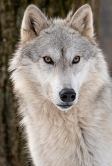 Fototapeta premium A Timber Wolf's face close up with drool coming out of his mouth