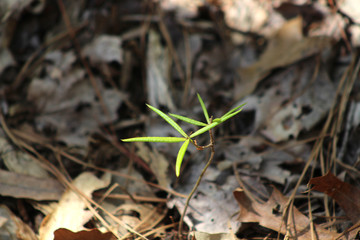 Spring Leaves