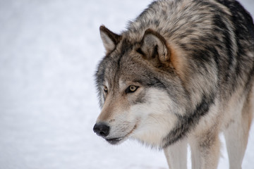 A Timber Wolf staring at another predator