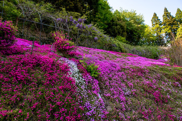 大野町の芝桜