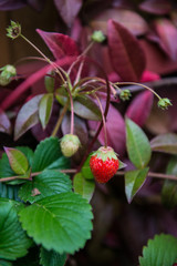 Strawberry. Berry strawberries on a branch. Strawberries grow in a pot.