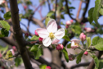 In the spring, apple trees bloom in the garden with white flowers.