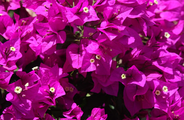 Bougainvillea Kauai 