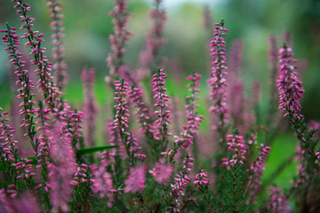 Heather flowers. Blooming heather flowers on the green meadow. purple background.