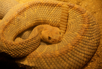Aruba Island Rattlesnake