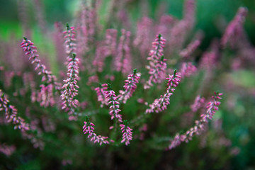 Heather flowers. Blooming heather flowers on the green meadow. purple background.