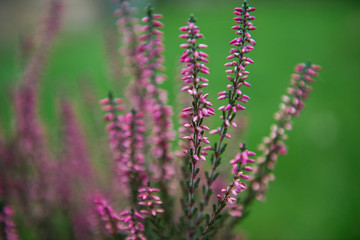 Heather flowers. Blooming heather flowers on the green meadow. purple background.