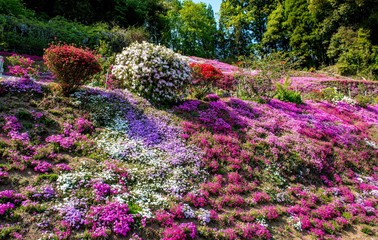 大野町の芝桜