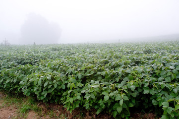 Fototapeta na wymiar soya plantation 