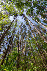 Fototapeta premium Spring in Johnson Sauk State Park