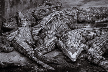 Smiling Crocodile