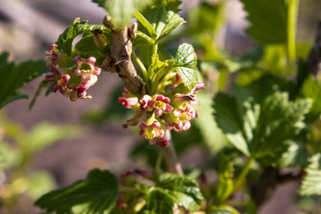 Flowering currant bush with green leaves in the garden. Blooming currants.