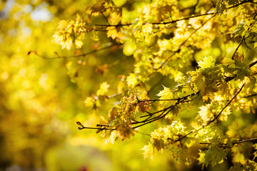 natural green background with Blurred Background