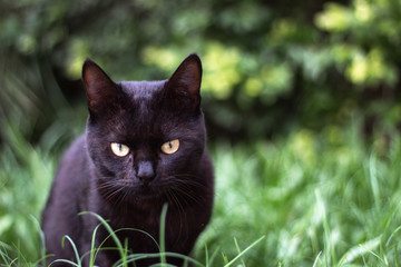 Naklejka na ściany i meble Black Cat in the Garden