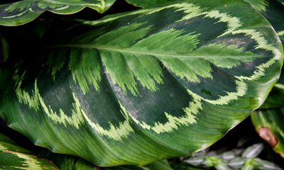 Rose Calathea