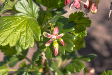 Fototapeta na wymiar Blooming gooseberry. Bush gooseberry with green leaves and small delicate flowers.