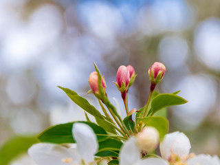 Obraz premium Spring Apple Buds