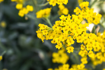 Obraz premium Small yellow flowers bloomed in spring in the garden. Close-up.