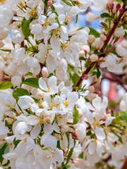 Obraz premium Crab Apple Blossoms