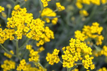 Yellow small flowers closeup grows in an outdoor garden. Close-up.