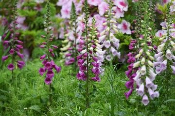  includes Digitoxin,whichis effective in heart failure.