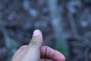 hand with a insect