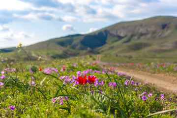 Wild tulip